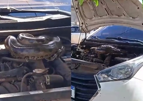 Vídeo: mulher leva susto ao encontrar sucuri gigante no motor do carro