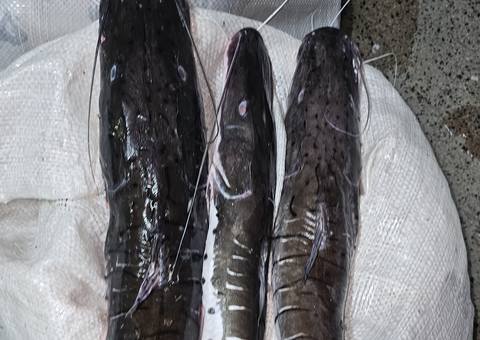 Polícia apreende mais de 400 kg de pescado ilegal na Manaus Moderna