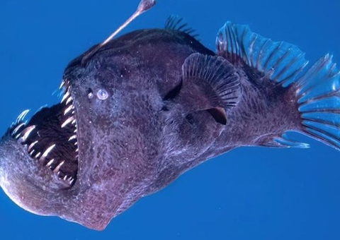 Internautas ‘piram’ ao descobrirem tamanho real do ‘diabo negro’; veja imagem