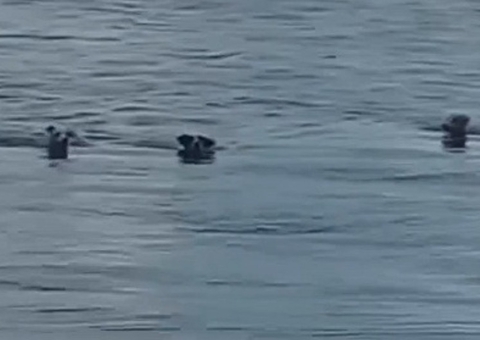 Cachorros nadam no Rio Negro e viralizam na internet; assista