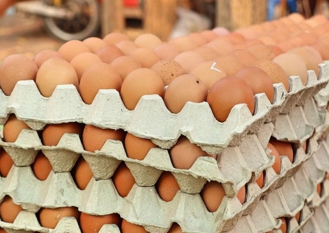 Ovos devem ter data de validade impressa nas cascas a partir de março