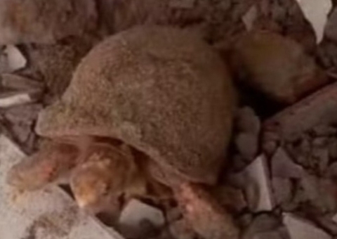 Mulher encontra jabuti vivo embaixo de piso de casa e acredita que ele estava preso há 10 anos