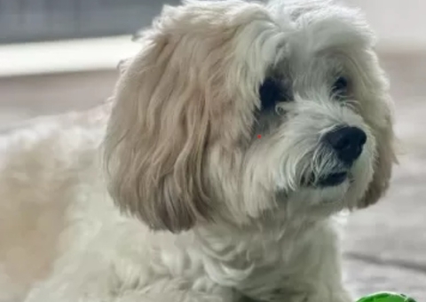 Cão é aceito pela Justiça como autor de processo contra clínica por danos morais