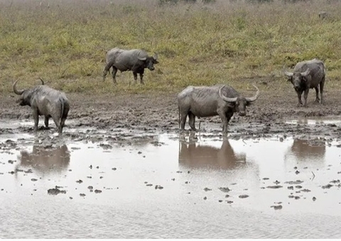 MPF exige controle de búfalos em Rondônia e alerta para riscos ambientais