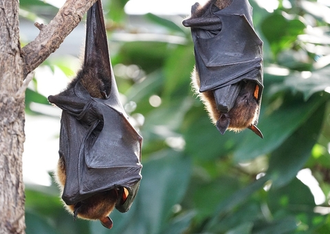 Novo coronavírus é descoberto em morcego na China