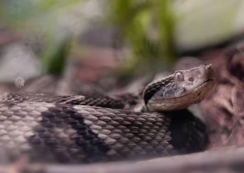 Revista 'despublica' artigo de biólogo que pisou em jararacas para estudar quando elas picam