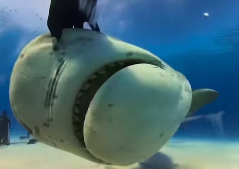 Vídeo: Tubarão engole câmera e imagens impressionam