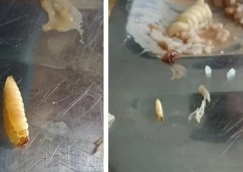 Estudantes mostram larvas em feijoada de bandejão da UFMA; aluno passou mal