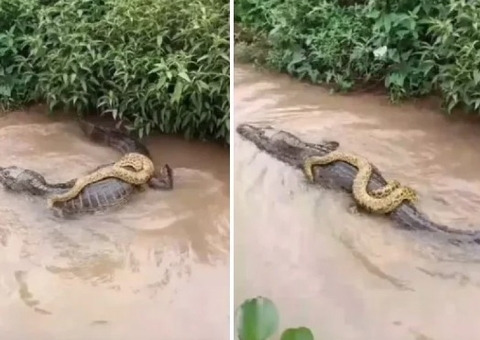 Sucuri 'pega carona' em cima de jacaré e vídeo viraliza; assista 
