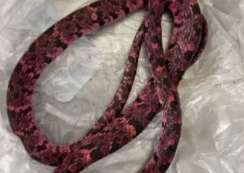 Homem vomita cobra após passar mal no Ceará 