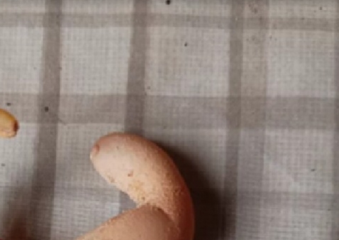 Galinha põe ovo em formato inusitado e chama atenção em MG