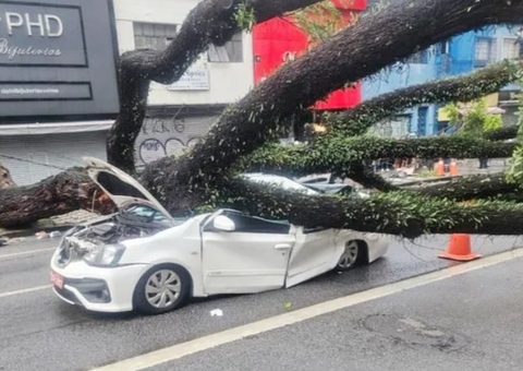 Taxista morre após ter carro atingido por árvore durante temporal em SP