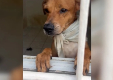 Mais de 60 animais vítimas de maus-tratos são resgatados durante operação