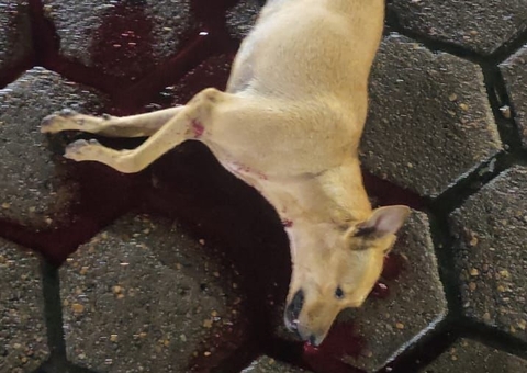 Dema investiga morte de cadela que levou tiro no Platão Araújo