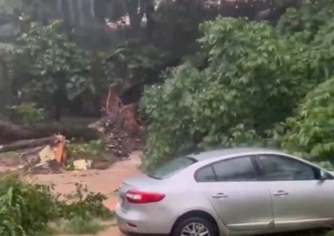 Árvore quase cai em cima de carros durante forte chuva em Manaus; vídeo
