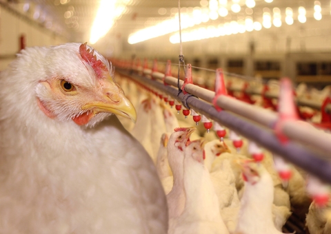 Mapa suspende eventos com aves e criação ao ar livre no Amazonas