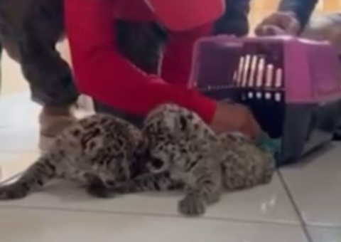 Filhotes de onça-pintada são resgatados no interior do Amazonas