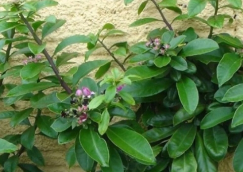 Anvisa proíbe suplementos alimentares com ora-pro-nóbis