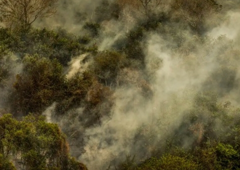 Crise climática pode provocar nova extinção em massa, diz pesquisador