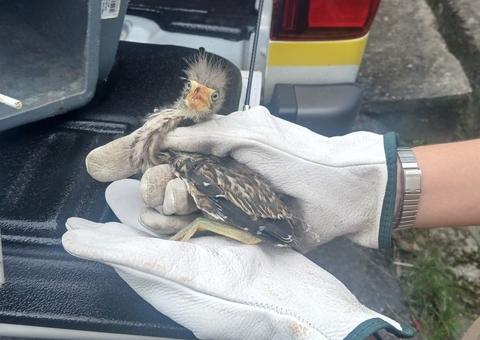 Filhote de pássaro socó-boi é resgatado após cair em quintal de casa na Cidade de Deus
