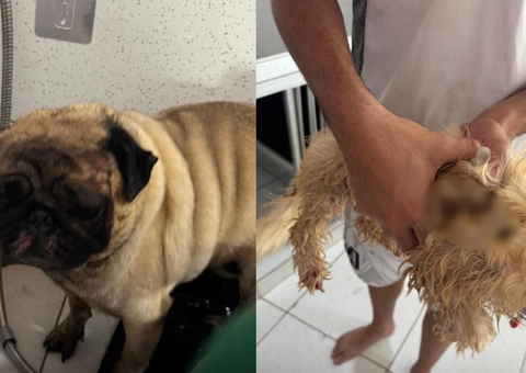 Cães são atingidos com óleo quente após fugirem de casa em Manaus