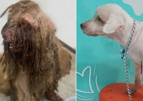 Cachorro resgatado de maus-tratos com 3 kg de pelos sujos ganha novo lar em Fortaleza