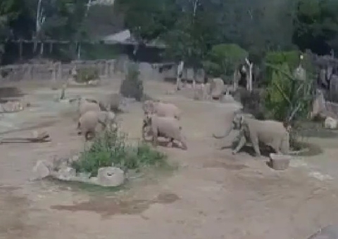 Reação surpreendente de elefantes durante terremoto na Califórnia comove a internet