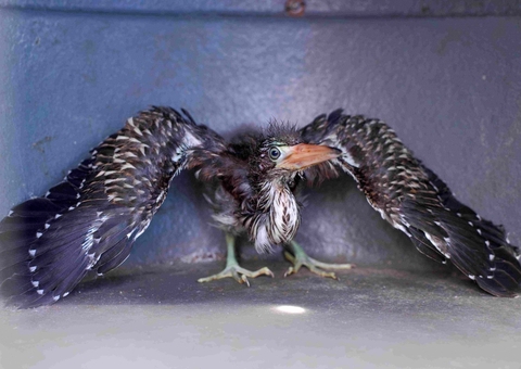 Ipaam resgata filhote de Socó-boi e Jiboia em Manaus 