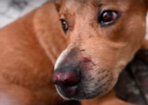 Cão Marley é resgatado após ser brutalmente espancado por tutor em Manaus