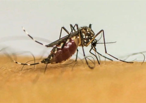 Brasil ultrapassa 1 milhão de casos prováveis de dengue em 2025