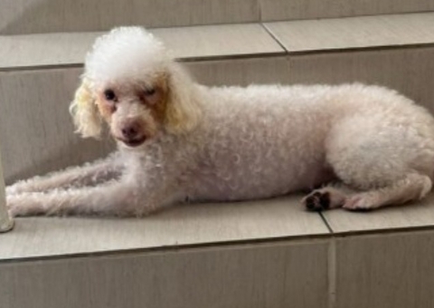 Poodle desaparece em Manaus e tutores pedem ajuda para encontrá-la