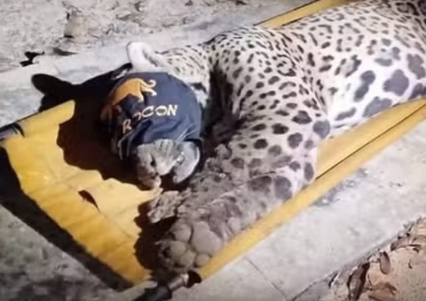 Onça-pintada que matou caseiro é capturada no Pantanal
