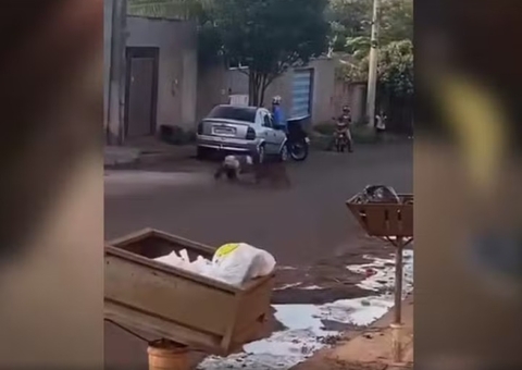 Pitbull ataca dono e mata dois cachorros em rua de Goiás; vídeo 