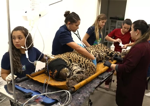 Saiba o que pode acontecer com onça que atacou caseiro no Pantanal