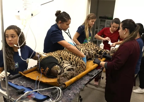 Onça capturada após morte de caseiro não retornará à Natureza