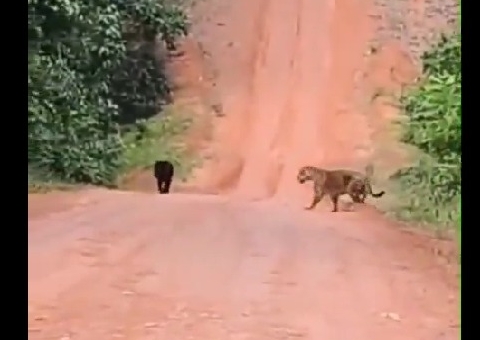 Vídeo: Onças são flagradas em estrada da Vila Amazônia, em Parintins