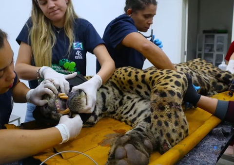 Onça que atacou caseiro ficou fraca após briga com outro macho