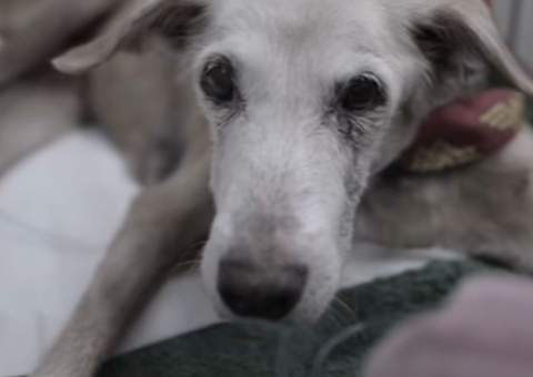 Morre cadela atropelada por carro da Amazonas Energia