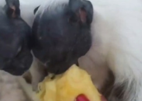 Família cobra proteção ao sauim-de-coleira e atenção da Amazonas Energia