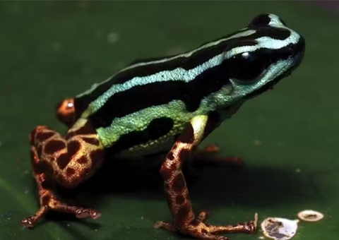 'Aquamarina': nova espécie de sapo venenoso é descoberta no Amazonas