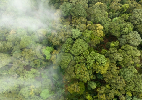 MPF pede anulação de contrato de carbono em Borba por danos a comunidades