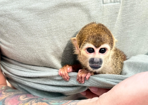 Polícia investiga se animais silvestres eram dopados para fotos com turistas em Iranduba