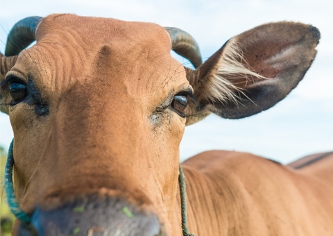 MPAM investiga matadouro em Manacapuru por crimes ambientais