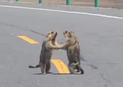 Briga de marmotas deixa trânsito travado em rodovia; vídeo