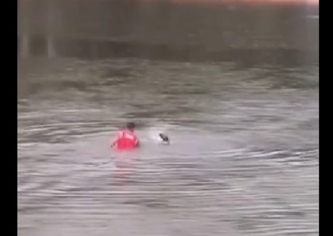 Guarda-vidas impede afogamento de cachorro em balneário no Rio Preto da Eva