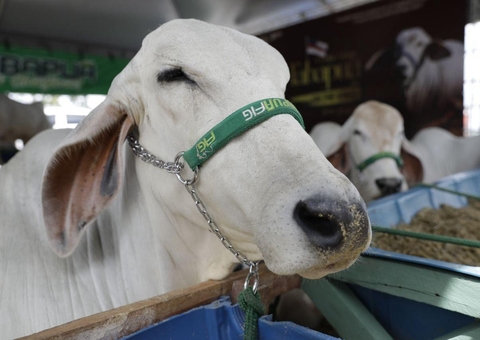 Amazonas recebe certificado para exportar carne sem vacinação contra doença do gado