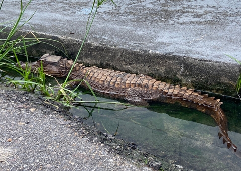 Jacaré barra saída de morador em Manaus e se "estaciona" ao lado do carro
