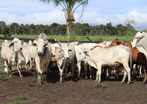 Amazonas é reconhecido internacionalmente como zona livre de febre aftosa