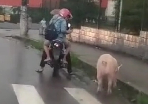 Vídeo: Porco é visto caminhando por avenida movimentada de Manaus