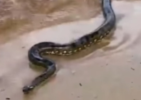 Vídeo: Sucuri surpreende casal durante ensaio fotográfico na Ponta Negra